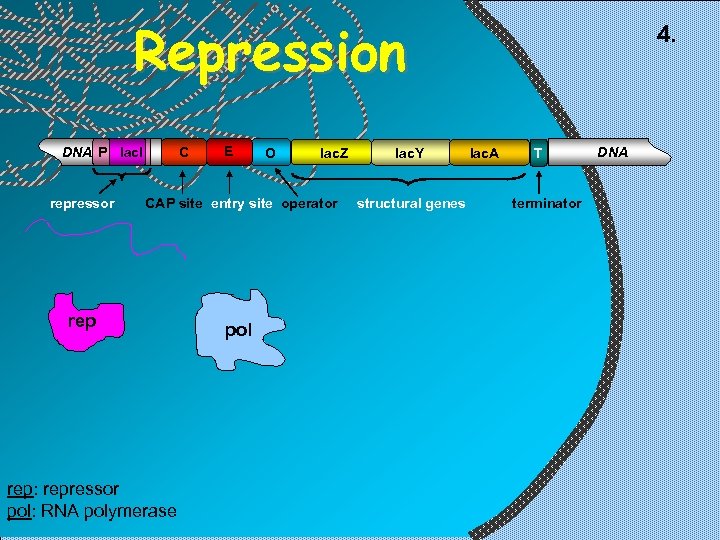 Repression C DNA P lac. I repressor E O lac. Z CAP site entry