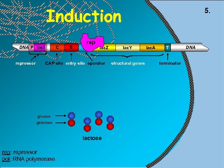 Induction C DNA P lac. I repressor E O rep lac. Z CAP site