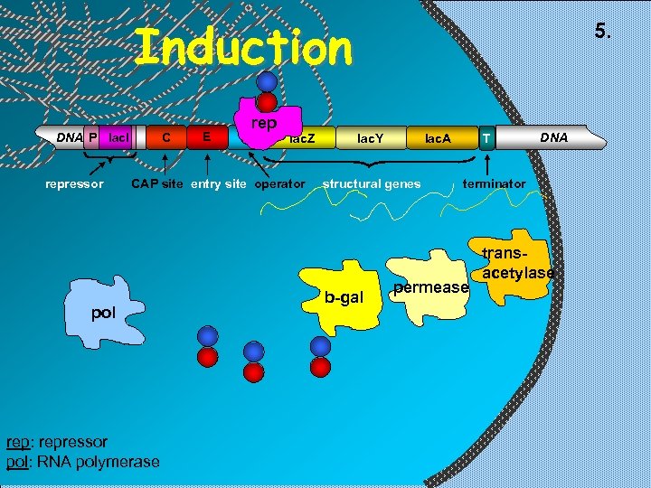 Induction C DNA P lac. I repressor E O rep lac. Z CAP site