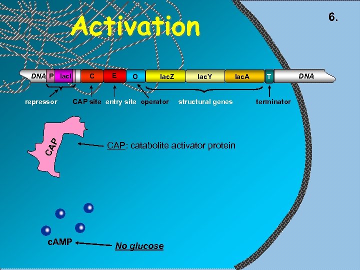 Activation DNA P lac. I CA P repressor c. AMP C E O lac.