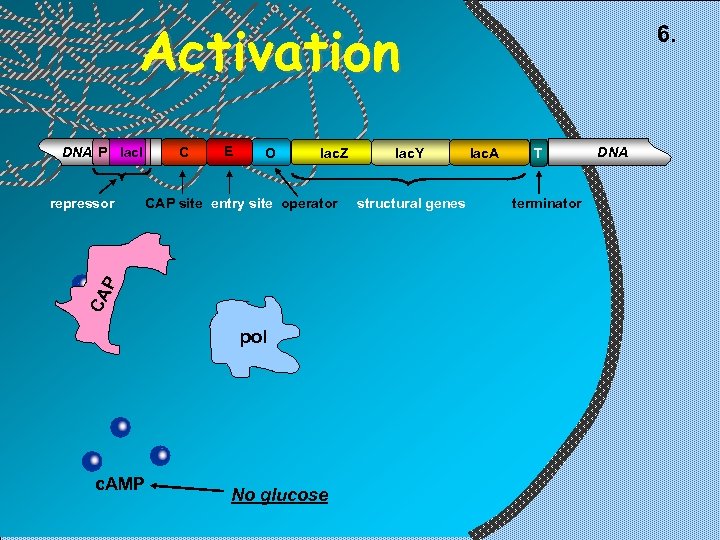 Activation DNA P lac. I E O lac. Z CAP site entry site operator