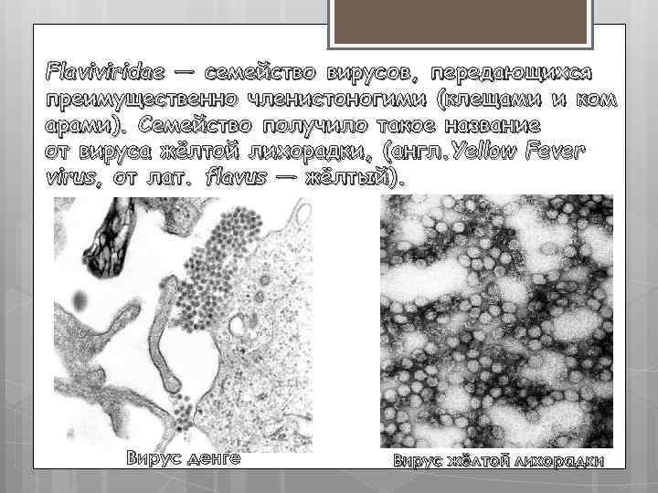 Flaviviridae — семейство вирусов, передающихся преимущественно членистоногими (клещами и ком арами). Семейство получило такое