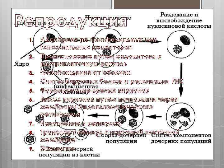 Репродукция 1. 2. 3. 4. 5. 6. 7. 8. 9. Адсобрция на фосфолипдных или