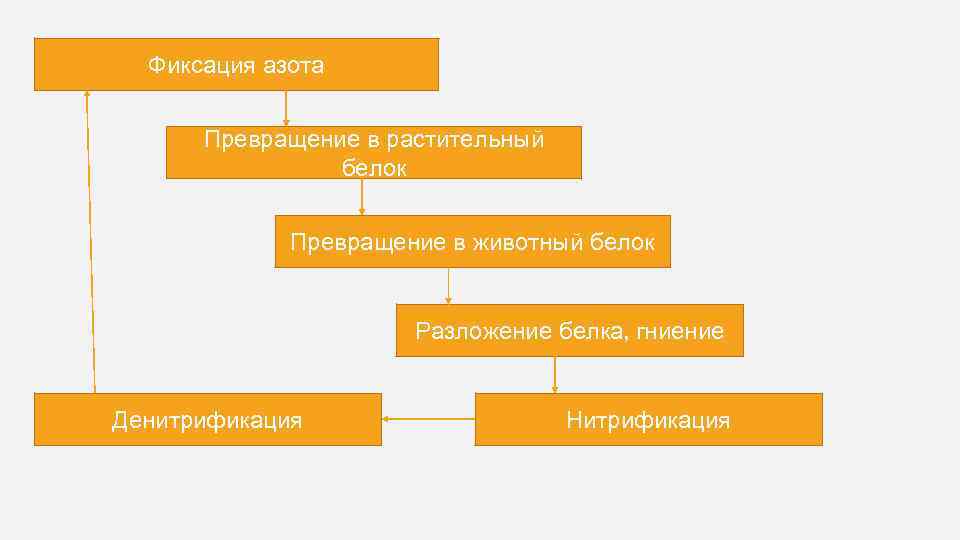 Фиксация азота Превращение в растительный белок Превращение в животный белок Разложение белка, гниение Денитрификация