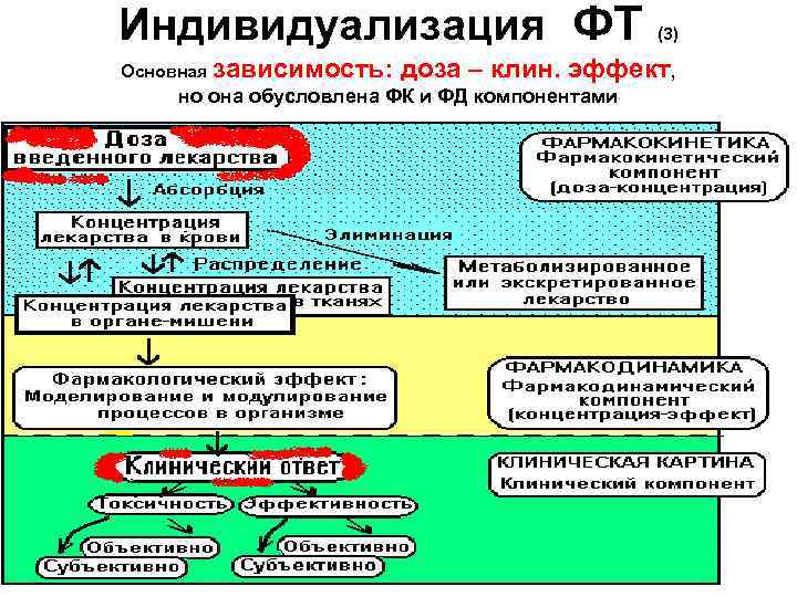 Индивидуализация ФТ Основная зависимость: (3) доза – клин. эффект, но она обусловлена ФК и