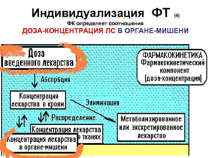 Индивидуализация ФТ (4) ФК определяет соотношение ДОЗА-КОНЦЕНТРАЦИЯ ЛС В ОРГАНЕ-МИШЕНИ 