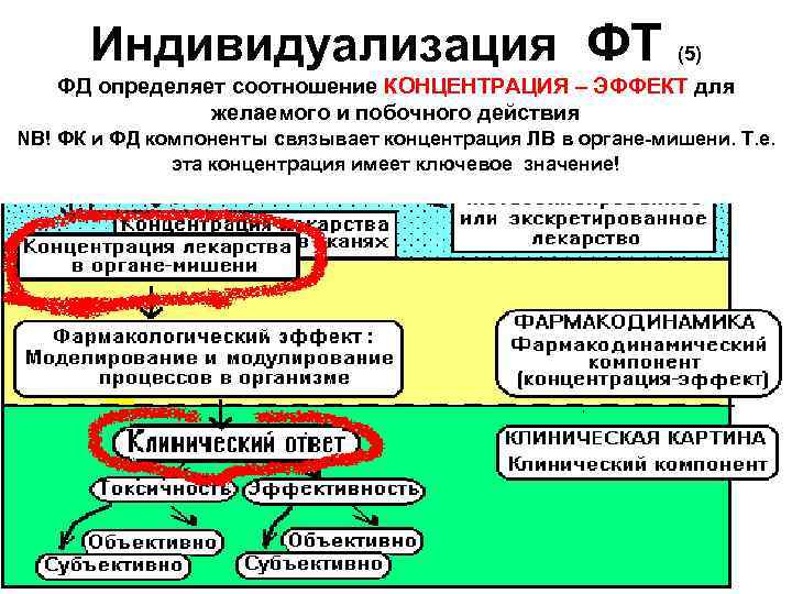 Индивидуализация ФТ (5) ФД определяет соотношение КОНЦЕНТРАЦИЯ – ЭФФЕКТ для желаемого и побочного действия