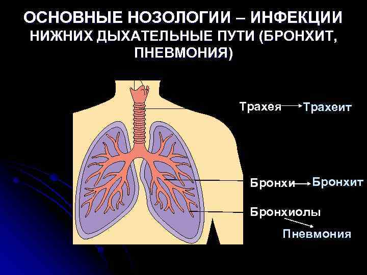 Нижние дыхательные пути. Бронхи это нижние дыхательные пути?. Бронхи это Верхние или нижние дыхательные пути. Инфекции нижних дыхательных путей. Бронхит нижних дыхательных путей.