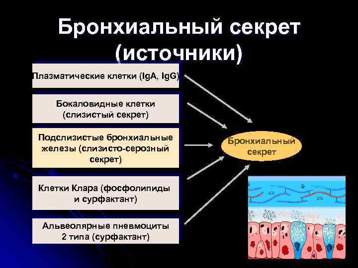 Бронхиальный секрет (источники) Плазматические клетки (Ig. A, Ig. G) Бокаловидные клетки (слизистый секрет) Подслизистые