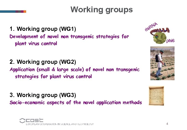 Working groups 1. Working group (WG 1) Development of novel non transgenic strategies for