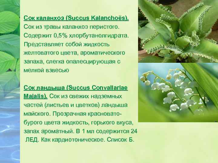 Сок каланхоэ (Succus Kalanchoёs). Сок из травы каланхоэ перистого. Содержит 0, 5% хлорбутанолгидрата. Представляет