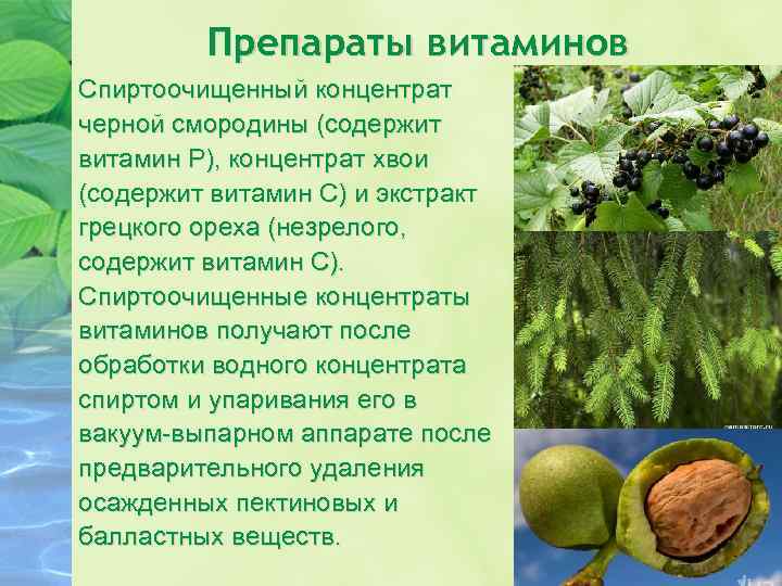 Препараты витаминов Спиртоочищенный концентрат черной смородины (содержит витамин Р), концентрат хвои (содержит витамин С)