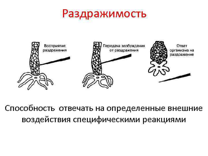 Раздражимость Способность отвечать на определенные внешние воздействия специфическими реакциями 