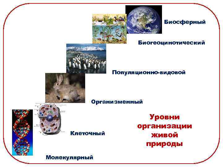 Особенности популяционно видового уровня жизни презентация