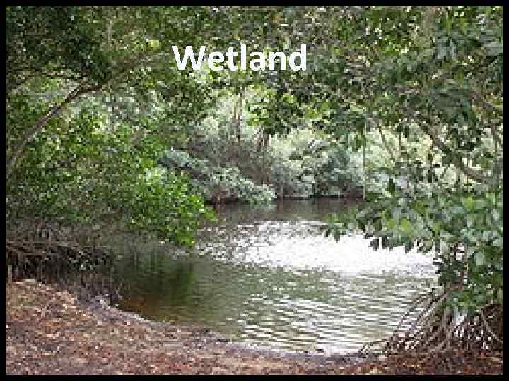 Wetland 