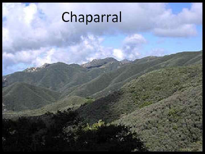 Chaparral 