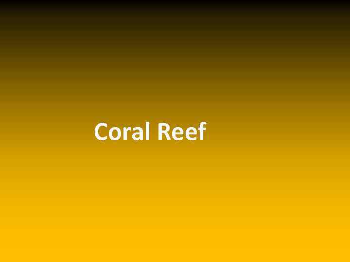 Coral Reef 