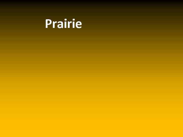 Prairie 