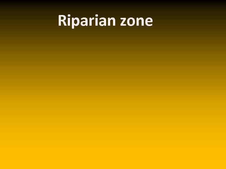 Riparian zone 