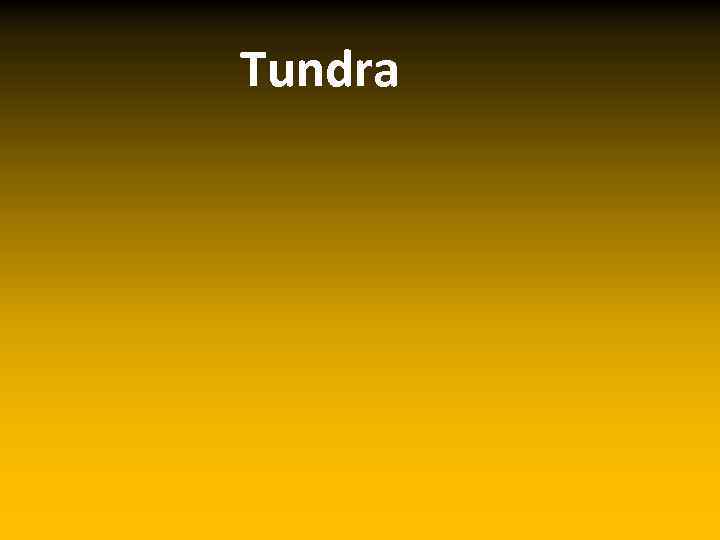 Tundra 