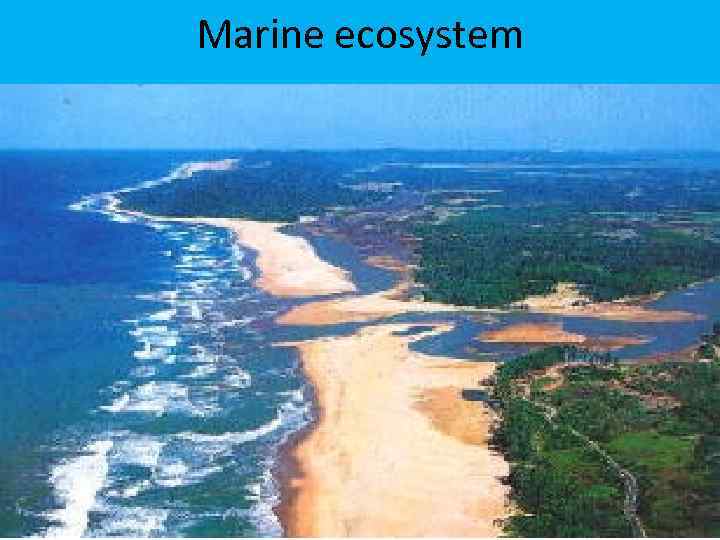 Marine ecosystem 