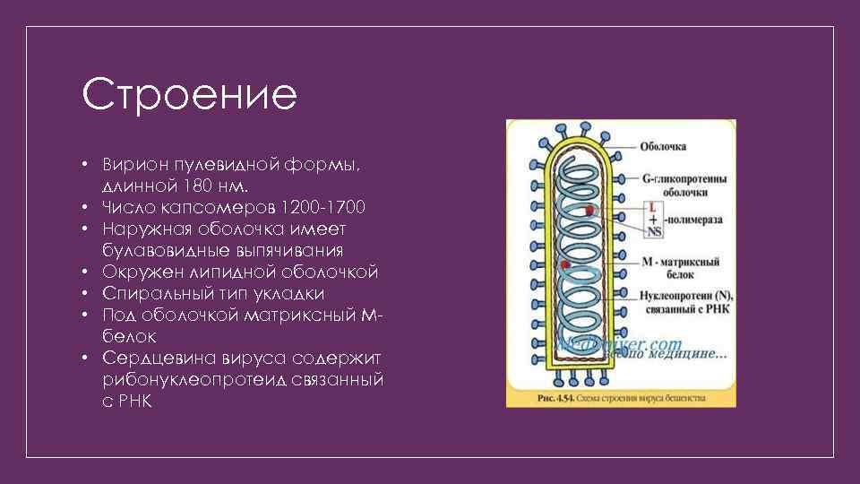 Презентация на тему бешенство микробиология - 93 фото