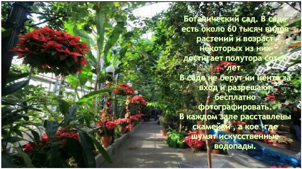 Ботанический сад. В саде есть около 60 тысяч видов растений и возраст некоторых из
