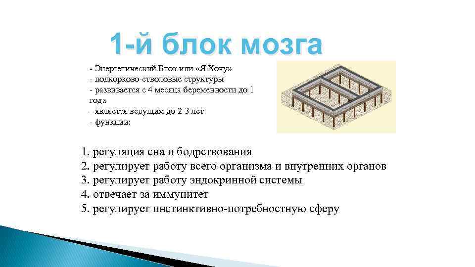  1 -й блок мозга - Энергетический Блок или «Я Хочу» - подкорково-стволовые структуры