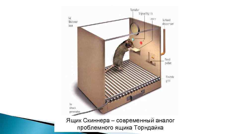 Ящик Скиннера – современный аналог проблемного ящика Торндайка 