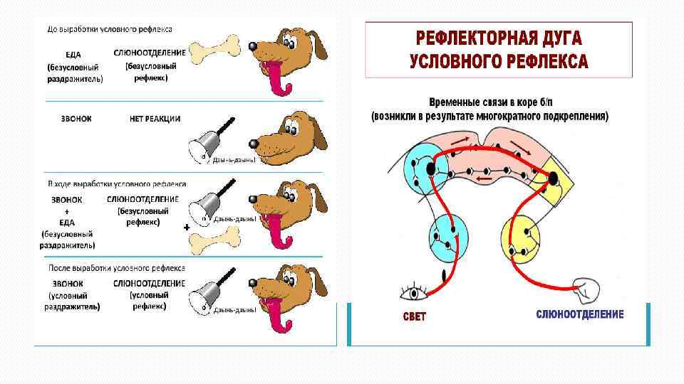 Механизм условного рефлекса. Механизм образования условного рефлекса схема. Схема условного и безусловного рефлекса слюноотделения. Рефлексорная дуга слезного рефлекса. Выработка условного рефлекса схема.