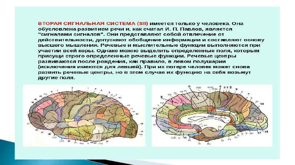 Внд физиология презентация