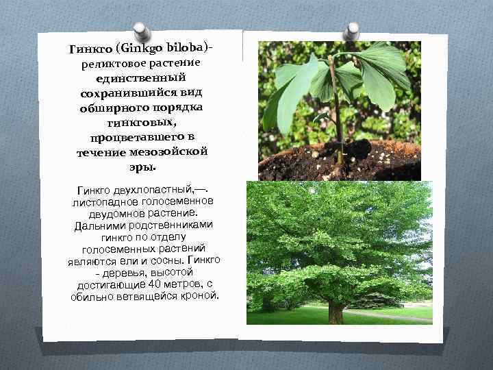 Гинкго (Ginkgo biloba)реликтовое растение единственный сохранившийся вид обширного порядка гинкговых, процветавшего в течение мезозойской