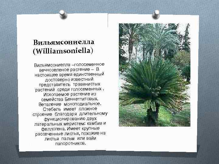 Вильямсониелла (Williamsoniella) Вильямсониелла –голосеменное вечнозеленое растение – В настоящее время единственный достоверно известный представитель