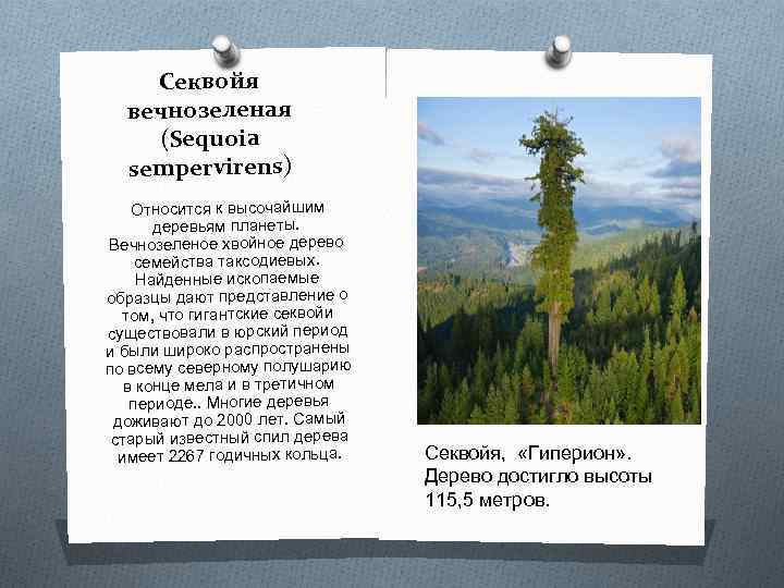 Секвойя вечнозеленая (Sequoia sempervirens) Относится к высочайшим деревьям планеты. Вечнозеленое хвойное дерево семейства таксодиевых.