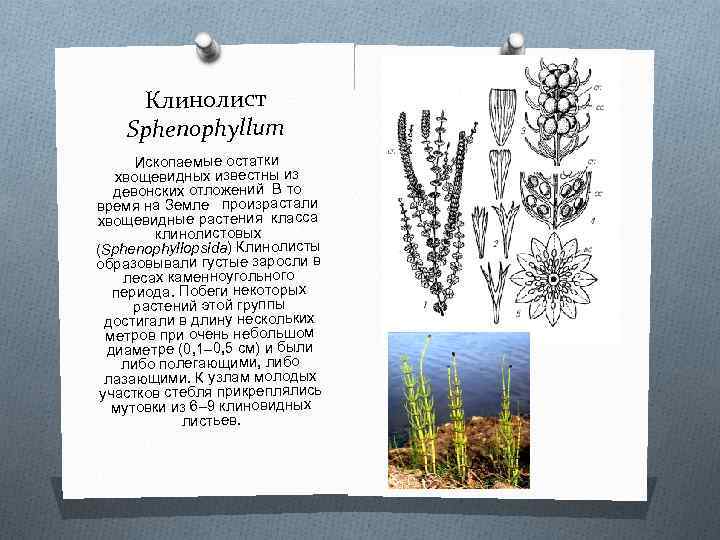Клинолист Sphenophyllum Ископаемые остатки хвощевидных известны из девонских отложений В то время на Земле