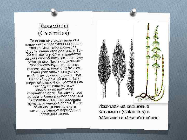 Каламиты (Calamites) По внешнему виду каламиты напоминали современные хвощи, только гигантских размеров. Стволы каламитов