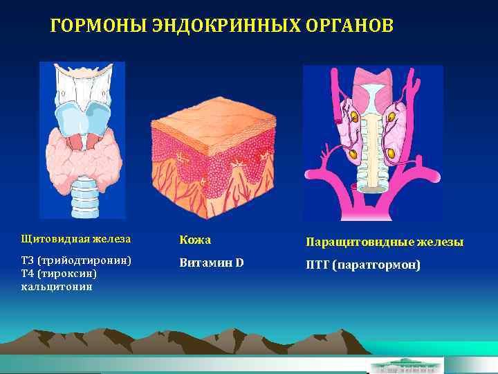 ГОРМОНЫ ЭНДОКРИННЫХ ОРГАНОВ Щитовидная железа Кожа Паращитовидные железы T 3 (трийодтиронин) T 4 (тироксин)