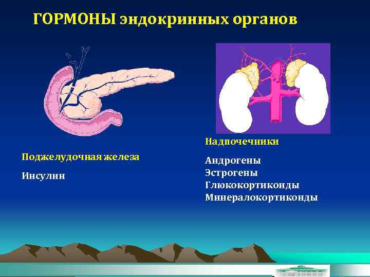 ГОРМОНЫ эндокринных органов Надпочечники Поджелудочная железа Инсулин Андрогены Эстрогены Глюкокортикоиды Минералокортикоиды 