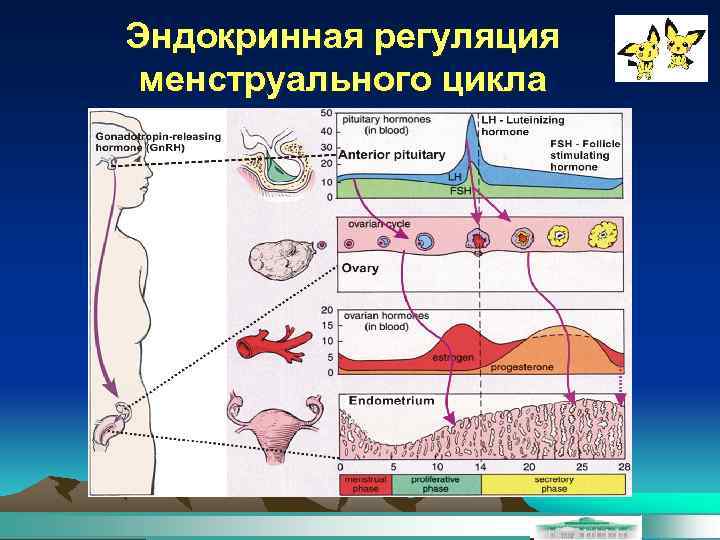 Эндокринная регуляция менструального цикла 