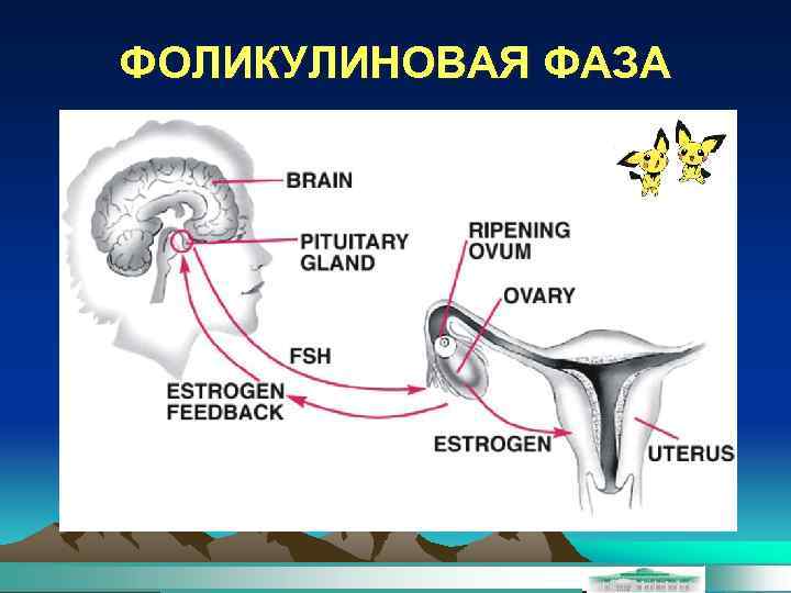 ФОЛИКУЛИНОВАЯ ФАЗА 