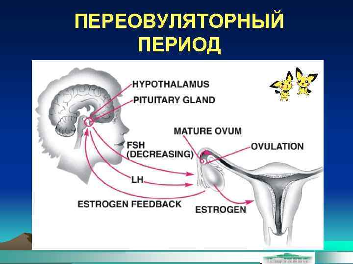 ПЕРЕОВУЛЯТОРНЫЙ ПЕРИОД 