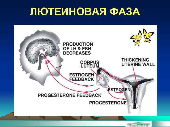 ЛЮТЕИНОВАЯ ФАЗА 