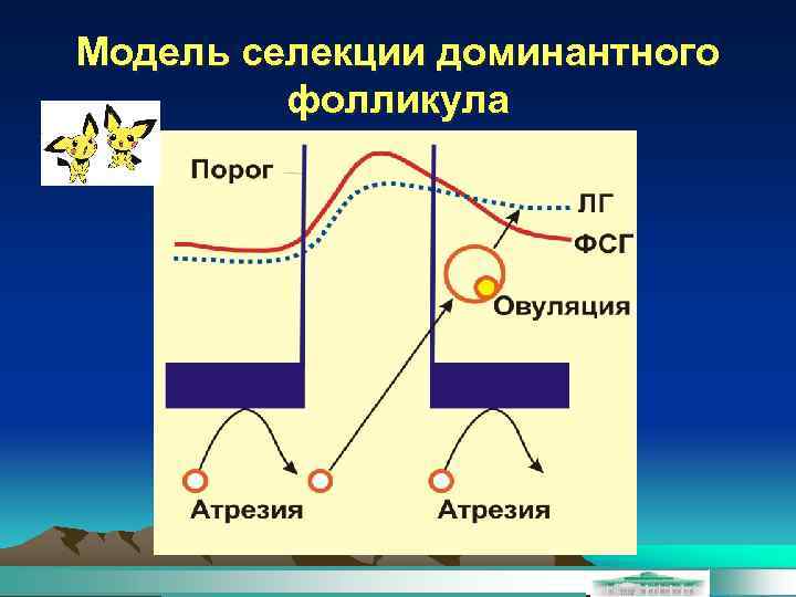 Модель селекции доминантного фолликула 