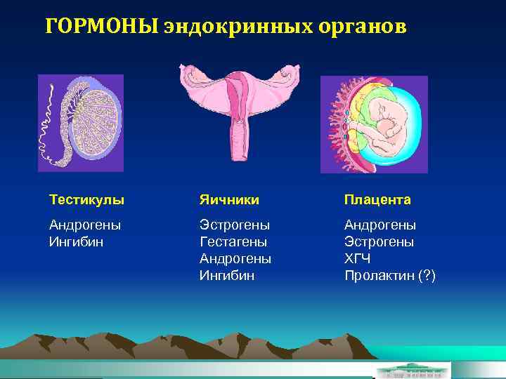 ГОРМОНЫ эндокринных органов Тестикулы Яичники Плацента Андрогены Ингибин Эстрогены Гестагены Андрогены Ингибин Андрогены Эстрогены