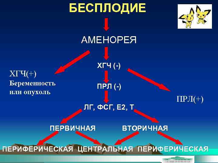 БЕСПЛОДИЕ АМЕНОРЕЯ ХГЧ (-) ХГЧ(+) Беременность или опухоль ПРЛ (-) ЛГ, ФСГ, Е 2,