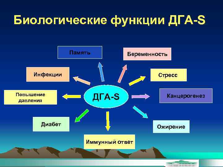 Биологические функции ДГА-S Память Беременность Инфекции Повышение давления Стресс ДГА-S Диабет Канцерогенез Ожирение Иммунный