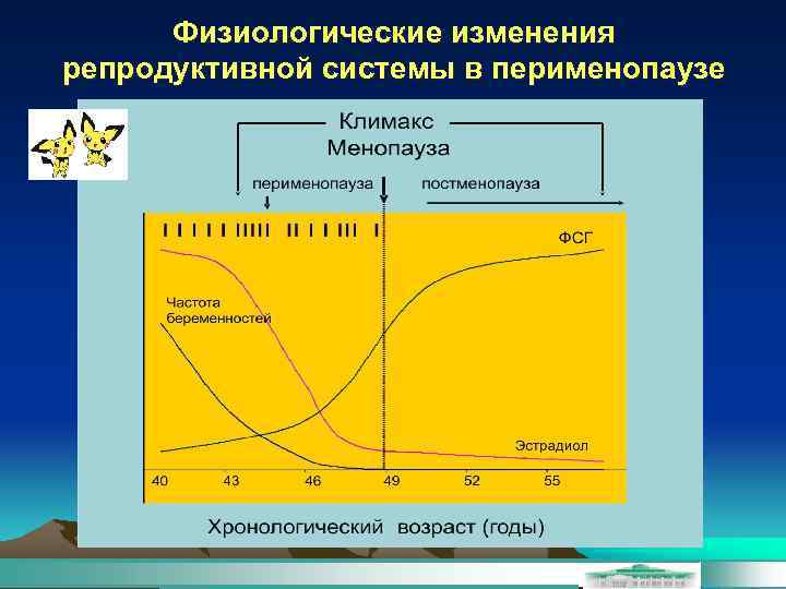 Физиологические изменения репродуктивной системы в перименопаузе 