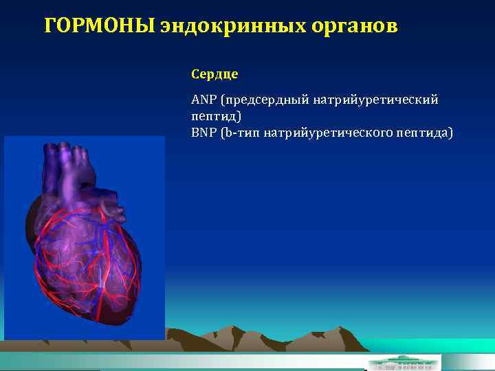 ГОРМОНЫ эндокринных органов Сердце ANP (предсердный натрийуретический пептид) BNP (b-тип натрийуретического пептида) 