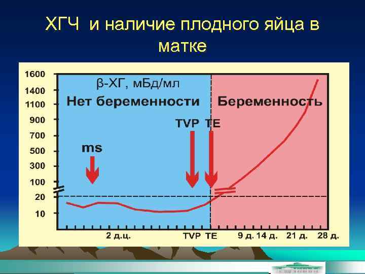 ХГЧ и наличие плодного яйца в матке 