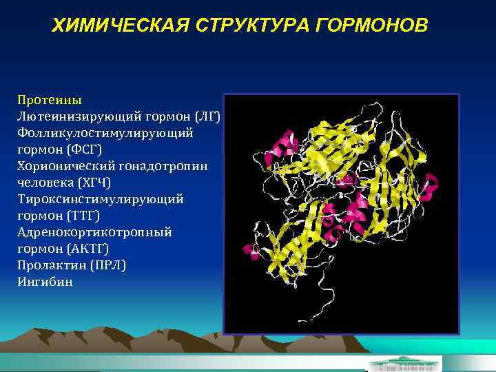ХИМИЧЕСКАЯ СТРУКТУРА ГОРМОНОВ Протеины Лютеинизирующий гормон (ЛГ) Фолликулостимулирующий гормон (ФСГ) Хорионический гонадотропин человека (ХГЧ)